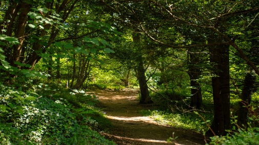 Earth pathway through a leafy green, springtime woodland.